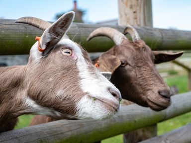 Two goats with horns behind a wooden fence in an outdoor setting