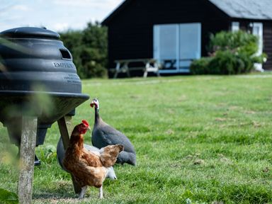 A chicken and two guinea fowl next to a black feeder in a grassy yard with a picnic table and a black wooden building in the background at Gull Lodge in Port Isaac