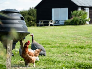 A chicken and two guinea fowl standing near a black compost bin on grass with a wooden house and picnic table in the background at Campion Lodge in Port Isaac