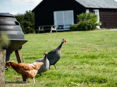 A grassy yard with two guinea fowl and a brown chicken near a black feeding station and a black building in the background at Campion Lodge in Port Isaac