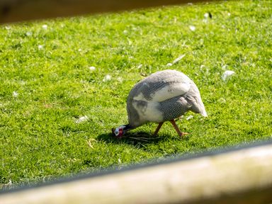 A bird with a red and white face pecking on grass outdoors
