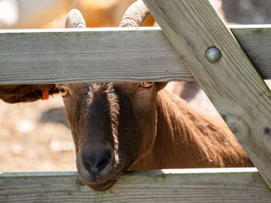 A ram with curled horns looking through a wooden fence outdoors