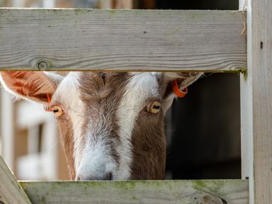 A goat peeking through a wooden fence