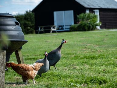 A grassy yard with two guinea fowl and a brown chicken near a black feeder and a dark building with a bench at Harbour Lodge in Port Isaac