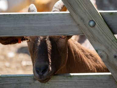 A close up of a ram behind a wooden fence