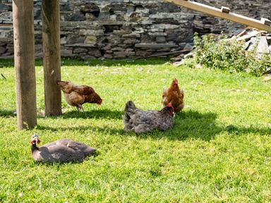 A grassy yard with four birds including chickens and a guinea fowl near wooden posts and a stone wall at Puffin Lodge in Port Isaac
