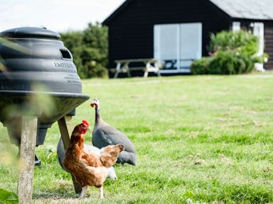 A brown chicken and two grey guinea fowls near a black compost bin and a wooden building in a grassy yard at Puffin Lodge in Port Isaac
