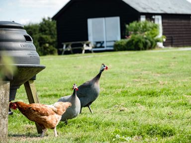 A brown chicken and two guinea fowl standing on grass near a black structure and a house with a picnic bench in the background at Puffin Lodge in Port Isaac