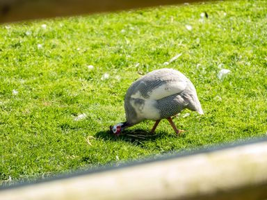 A bird with a speckled body pecking grass on a green field