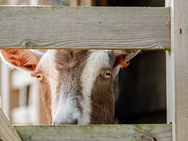 A close up of a goat peeking through a wooden fence