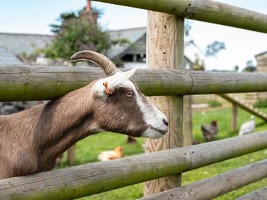 A goat with a tag in its ear behind a wooden fence on a grassy area with chickens in the background at Dolphin Lodge in Port Isaac