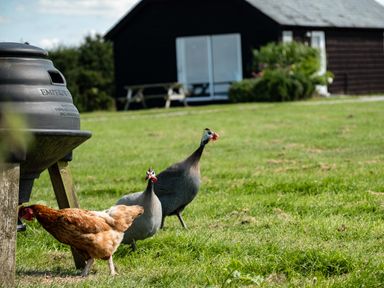 A grassy yard with chickens near a black building and picnic table at Dolphin Lodge in Port Isaac