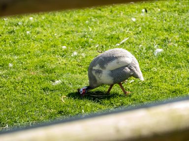 A bird pecking grass on a lawn
