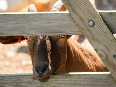 A brown goat looking through a wooden fence outdoors