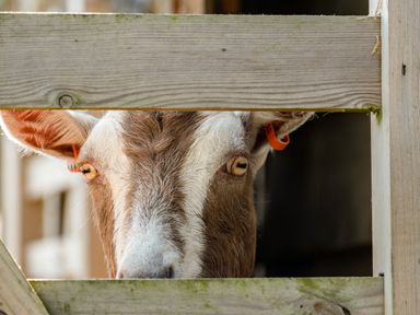 A close up of a goat peeking through wooden fence at Dolphin Lodge in Port Isaac