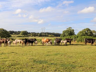 A field with cows and calves near trees and power lines at Rynys in Llanddeiniolen near Llanrug