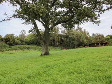 A large tree in a grassy field with a wooden cabin and trees in the background at Brynallt Country Park Frankton near Ellesmere