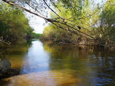 A river surrounded by trees with branches extending over the water at Haimwood Byetake in Llandrinio