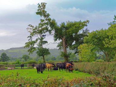 A group of cows grazing on a green field with trees and hills in the background at Haimwood Byetake in Llandrinio