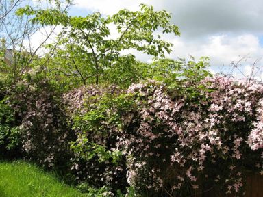 A garden hedge covered with pink flowers and green leaves under a cloudy sky at House on the Green in Chipping Norton