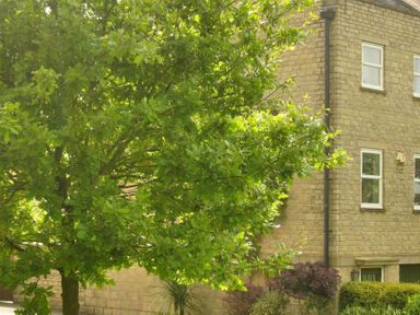 A stone house with white windows and green trees and shrubs in the garden at House on the Green in Chipping Norton