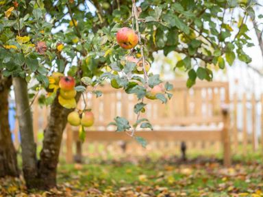 Apple tree with fruit and leaves in a garden with a wooden bench in the background at Oyster Barn in Naunton