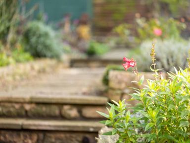 A stone stairway in a garden with green plants and a single red flower at Lanes Cottage in Chipping Campden