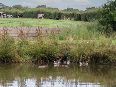 A pond with ducks and geese near grassy shore and a field with cows behind a wooden fence at Ruperts Retreat in Nateby near Garstang
