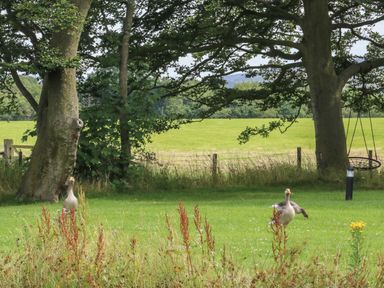 A grassy field with two geese near two large trees and a swing at Ruperts Retreat in Nateby near Garstang