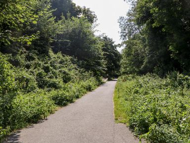A paved path surrounded by dense green vegetation and trees in a wooded area