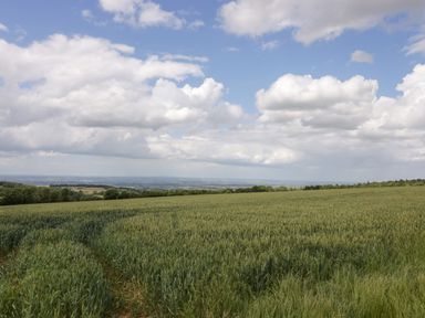 A large green field with crops under a cloudy sky at Primrose Cottage in Winchcombe