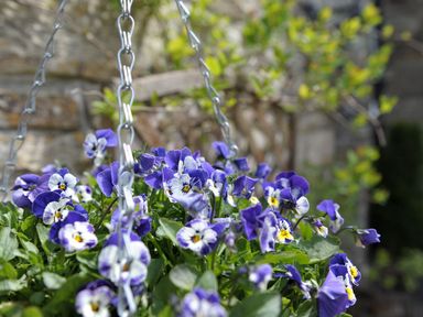 A hanging basket with purple and white flowers outdoors at Nightingale Cottage in Lostwithiel
