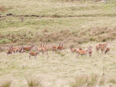 A group of deer standing in a grassy field at Ptarmigan Lodge in Glengoulandie near Aberfeldy