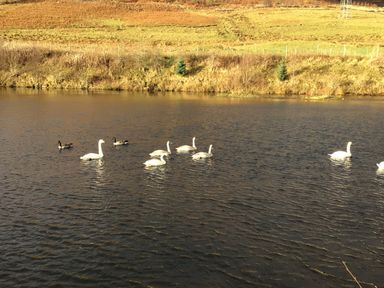 A group of swans and ducks swimming on a pond with a grassy field and fence in the background at Ptarmigan Lodge in Glengoulandie near Aberfeldy