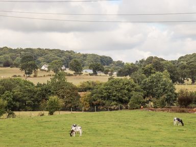 A green field with cows grazing and trees in the background at Celyn in Cyffylliog