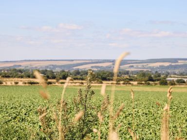 A field with green crops and tall plants in the foreground with hills and trees in the background at Chalet 1 in Sherburn
