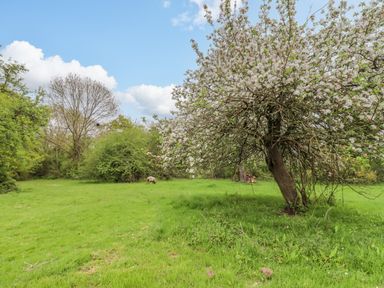A grassy field with a blooming tree and a grazing sheep at Meadow Lodge @ Berrys Place Farm in Churcham