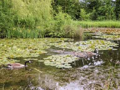 A pond with lily pads and two adult geese swimming with goslings surrounded by trees and bushes at Meadow Lodge @ Berrys Place Farm in Churcham