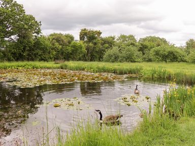 A pond with two ducks swimming surrounded by grass trees and a bench in the background at Meadow Lodge @ Berrys Place Farm in Churcham