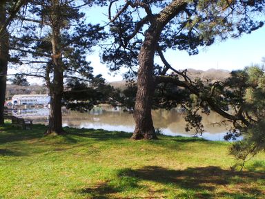 A grassy area with trees and a bench by a body of water at Upper Deck in Truro