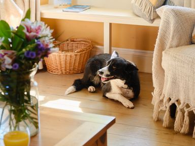 A dog lying on a wooden floor near a beige sofa with a blanket and a wicker basket in a living room at Higher Roskestal in St Levan near Porthgwarra