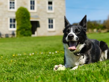 A black and white dog lying on grass with a tennis ball near a stone house with windows at Higher Roskestal in St Levan near Porthgwarra