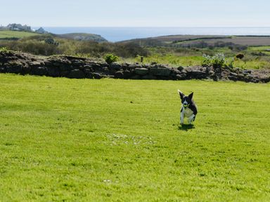 A dog running on grass with a ball in its mouth near a stone wall with fields and the sea in the background at Higher Roskestal in St Levan near Porthgwarra