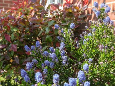 A garden bed with blue flowering plants and red and green foliage against a brick wall at Pond Farm View in Hinderwell