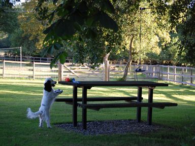 A dog standing on hind legs at a picnic table in a fenced garden at Dryslwyn Cottage in Llandeilo