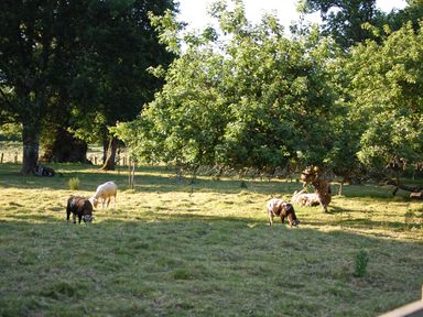 A grassy field with three sheep and several trees at Dinefwr Cottage Golden Grove near Llandeilo
