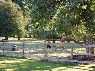 A grassy field with three sheep behind a wooden fence and several large trees at Dinefwr Cottage in Golden Grove near Llandeilo