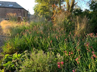 A garden with dense green plants and pink flowers near a brick building at The Old Watermill in St Mabyn
