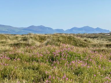 A field with pink flowers and grass with mountains in the background at Barn End 9 Stad Clynnog in Newborough
