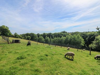 A fenced grassy field with sheep grazing and trees in the background at The Reading Room in Seworgan near Constantine